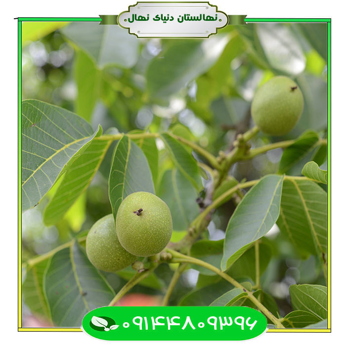 Superior-genotype-walnut-seedlings نهال گردو ژنوتیپ برتر (Superior genotype walnut seedlings)