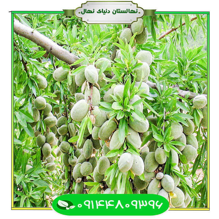 Supernova-almond-seedlings نهال بادام سوپرنوا (Supernova almond seedlings)