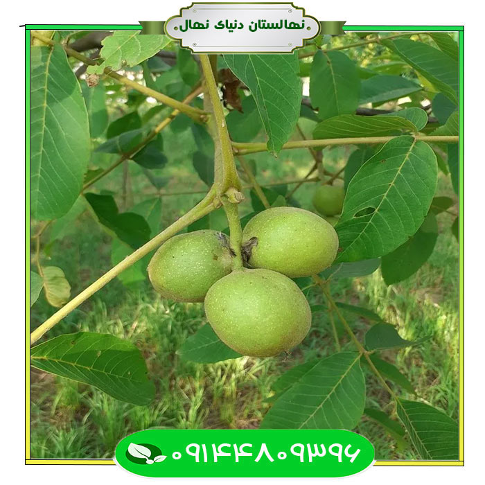 نهال-گردو-فرنور-پیوندی نهال گردو فرنور پیوندی (Grafted walnut seedlings)