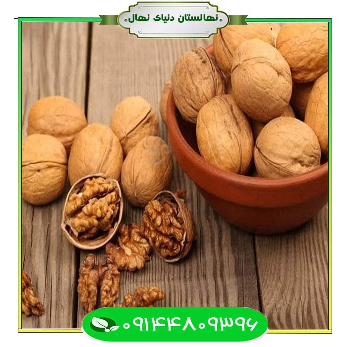 French-cluster-walnut-seedlings نهال گردو خوشه ای فرانسه (French cluster walnut seedlings)