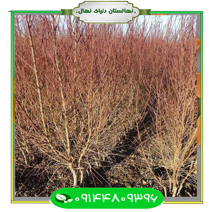 نهال-بادام-فراسلیس-(Frasilis-almond-seedlings) نهال بادام فراسلیس (Frasilis almond seedlings)