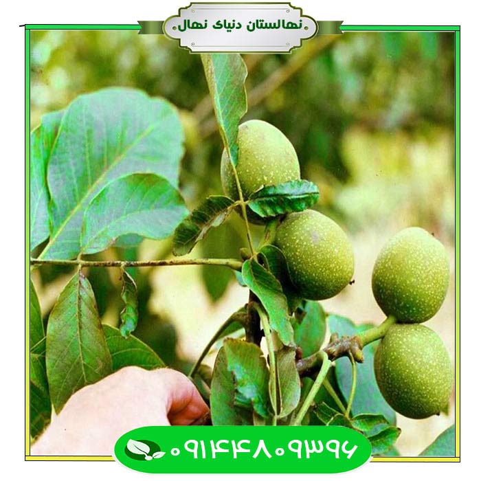 نهال-گردو-سجنو-(Sajno-walnut-seedling) نهال گردو سجنو (Sajno walnut seedling)
