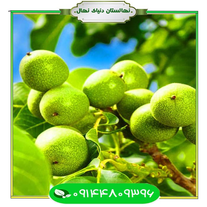 نهال-گردو-شبین-(Shabin-walnut-seedling) نهال گردو شبین (Shabin walnut seedling)