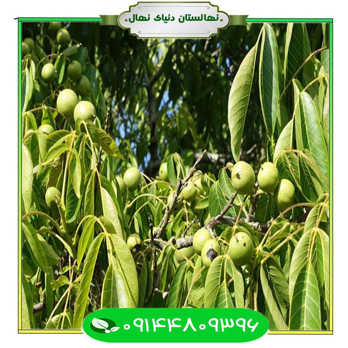 نهال-گردو-فرنت-(Frontal-walnut-seedlings) نهال گردو فرنت (Frontal walnut seedlings)