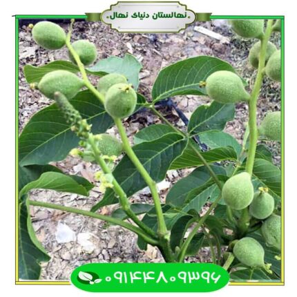 نهال گردو پاریزین (Parisian walnut seedlings)