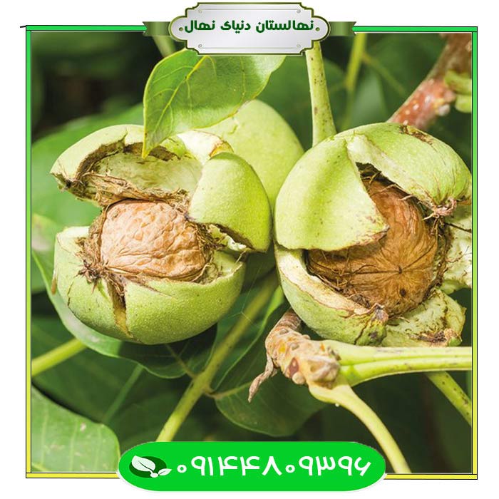 نهال-گردو-ژنوتیپ-برتر-مراغه-(Maragheh-top-genotype-walnut) نهال گردو ژنوتیپ برتر مراغه (Maragheh top genotype walnut)