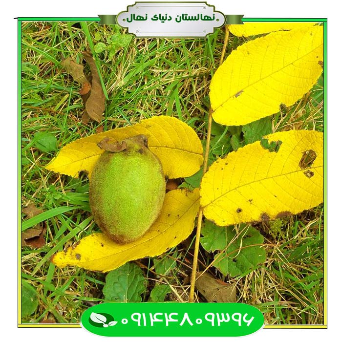 نهال-گردو-یالووا-(Yalova-walnut-seedlings) نهال گردو یالووا (Yalova walnut seedlings)
