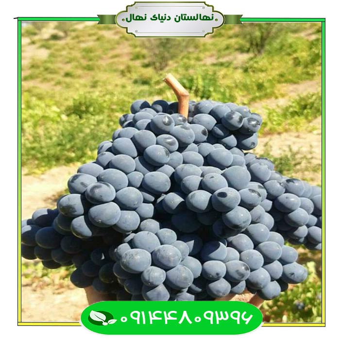 Sardasht-black-grape-seedling نهال انگور سیاه سردشت (Sardasht black grape seedling)