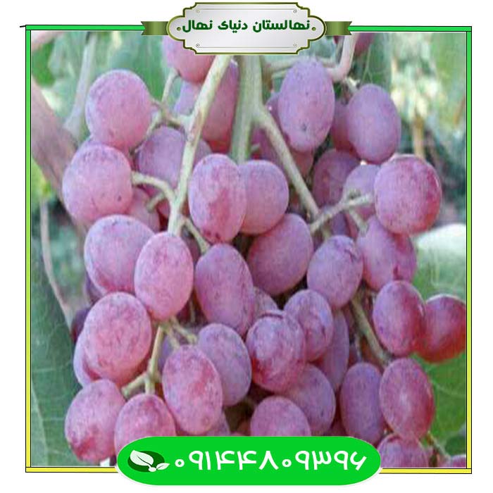 نهال-انگور-خضری-قرمز-(Red-Khazri-grape-seedling) نهال انگور خضری قرمز (Red Khazri grape seedling)