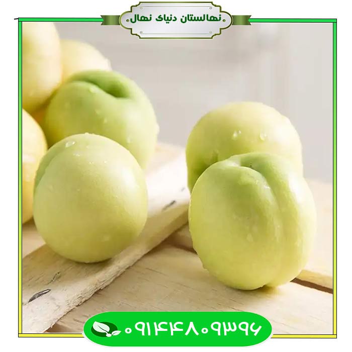 White-nectarine-seedling نهال شلیل سفید (White nectarine seedling)