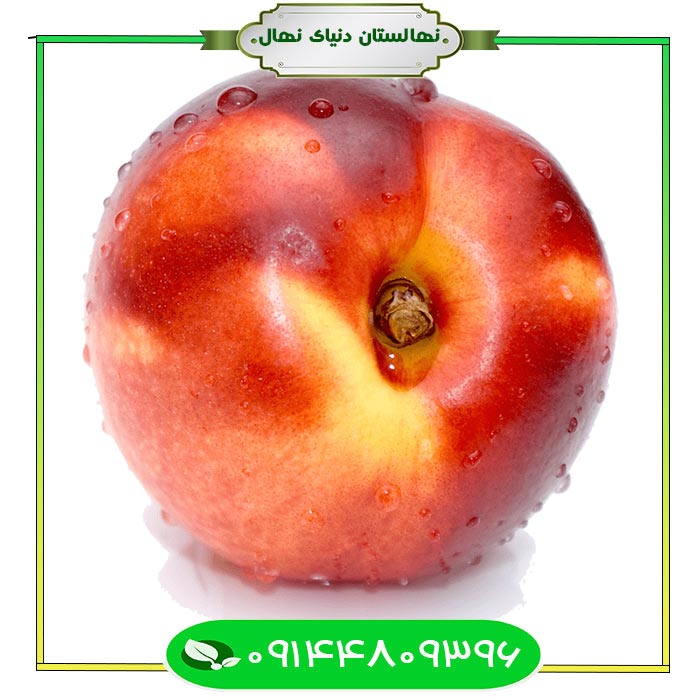 نهال-شلیل-ردگلد نهال شلیل ردگلد (مغان) (Redgold nectar seedling)