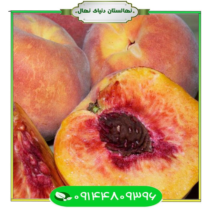 نهال-هلو-جی-اچ-هیل نهال هلو جی اچ هیل