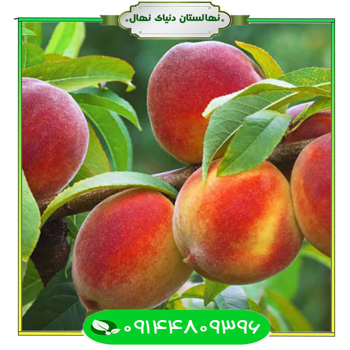 Javadi-peach-seedling نهال هلو جوادی