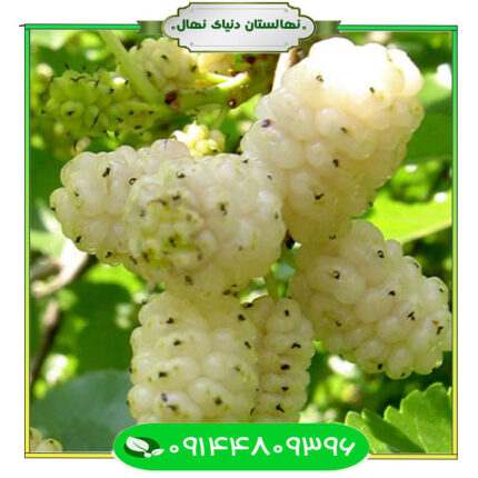 قیمت و خرید آنلاین نهال توت سفید محلی