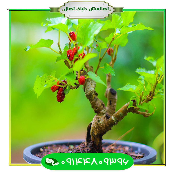 Miniature-mulberry-seedling قیمت و خرید آنلاین نهال توت مینیاتوری