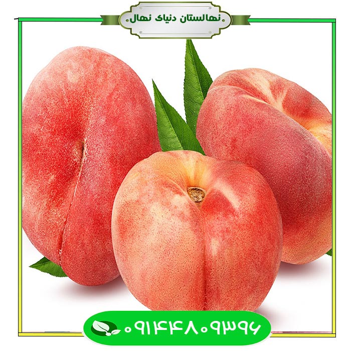 نهال-هلو-انجیری-پاییزه-(Seedlings-of-peaches-and-figs-in-the-fall) نهال هلو انجیری پاییزه (Seedlings of peaches and figs in the fall)