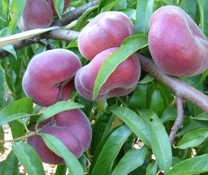 هلو-انجیری-خونی-سری۴ نهال هلو انجیری بلک (Black fig peach seedling)