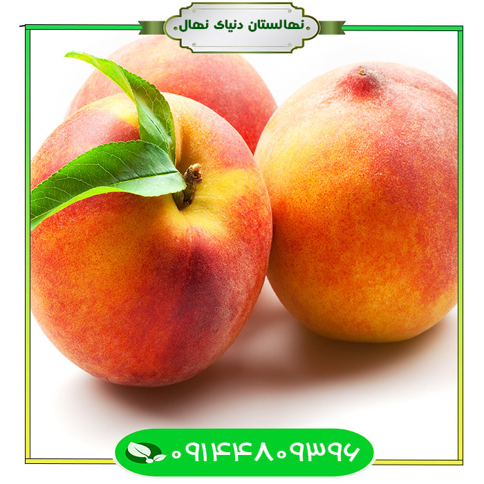 Remfait-peach-seedling قیمت و خرید آنلاین نهال هلو رم فایت