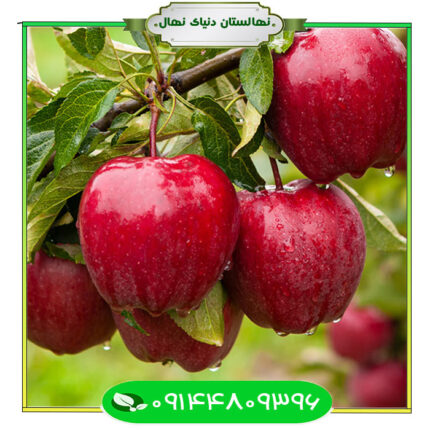 نهال سیب رددلیشز Red Delicious apple seedling